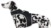 Mini GPS Dog Collar Android App Compatible Tracking Device Waterproof Size:S
