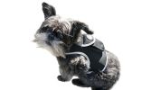 Mini GPS Dog Collar Android App Compatible Tracking Device Waterproof Size:S